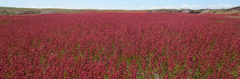 SHEEPS SORREL Rumex acetosella